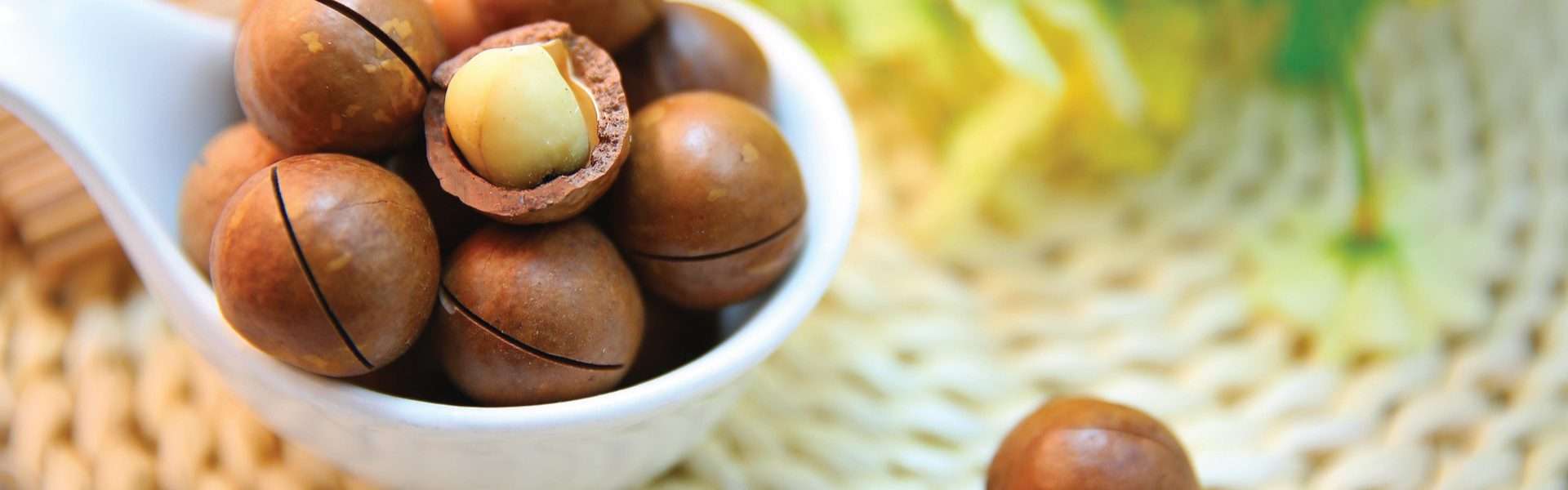 Macadamia